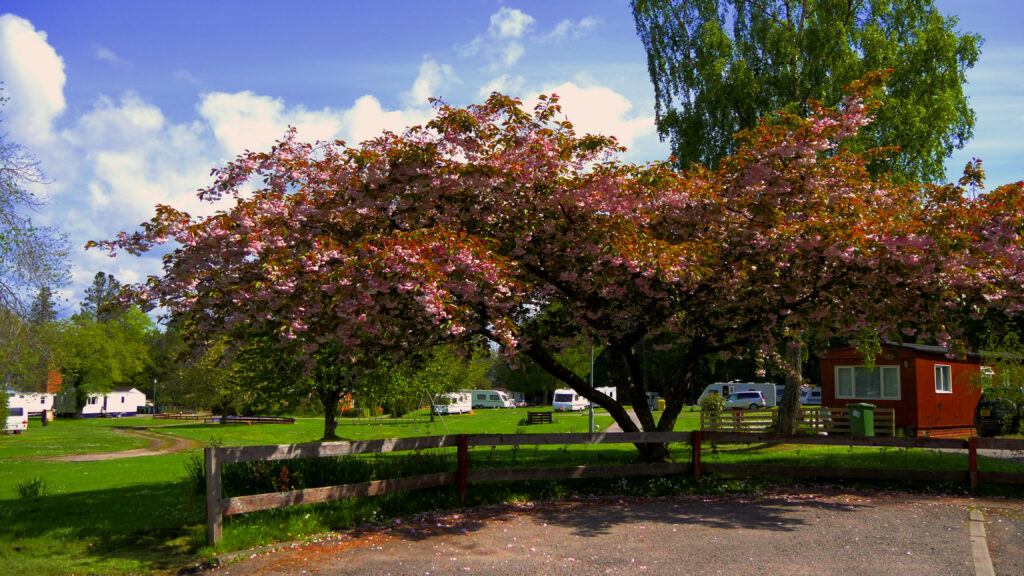 Bunchrew Caravan Park